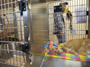 Lawrence, a four-year-old domestic short haired cat relaxes inside a kennel at the Humane Society of Southwest Washington.