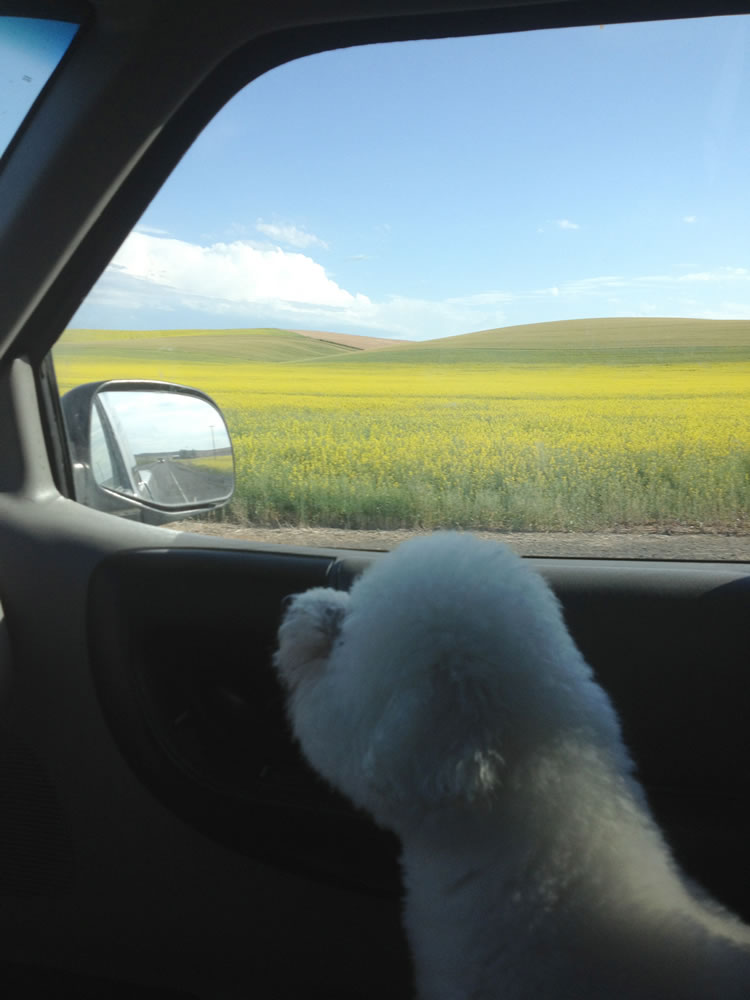 Sparky, a 12-year-old male bichon, takes a road trip to Pullman last week to undergo lung cancer surgery at the Veterinary Teaching Hospital, part of the College of Veterinary Medicine at WSU.