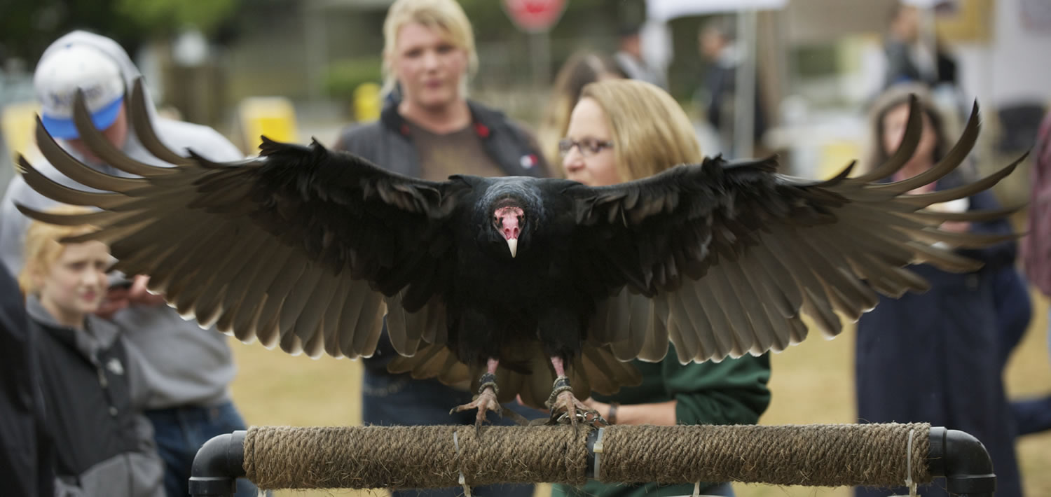 Ruby, a turkey vulture, shows off her wingspan Saturday at the Audubon Society of Portland's BirdFest display.