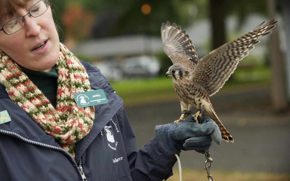 Audubon Society volunteer April Brown, a Hazel Dell resident, shows off Lillie, an American kestrel, Saturday at the Ridgefield BirdFest.