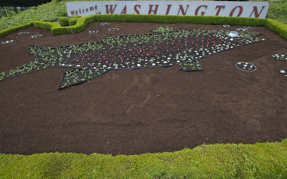 Plants set out Saturday should fill out by summer, revealing a multi-colored steelhead trout beside Interstate 5.