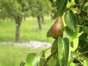 The pear trees in Foley Park were covered by blackberry bushes until recently.