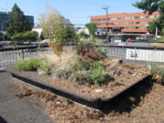 Weeds reach as high as some people are tall in planters at the former Vancouver City Hall, located at 210 E. 13th St. The building was formerly leased by the city from the Vancouver School District. The district is now in charge of the space, and it's grown derelict over the summer.