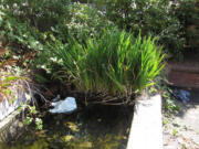 The water feature at the old City Hall was filled with water, algae, scum, plastic bags and bottles.