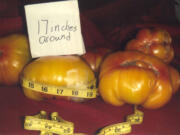 Fruit Valley: Gardener Lurenda Wade grew this enormous pineapple heirloom tomato with a 17-inch girth.