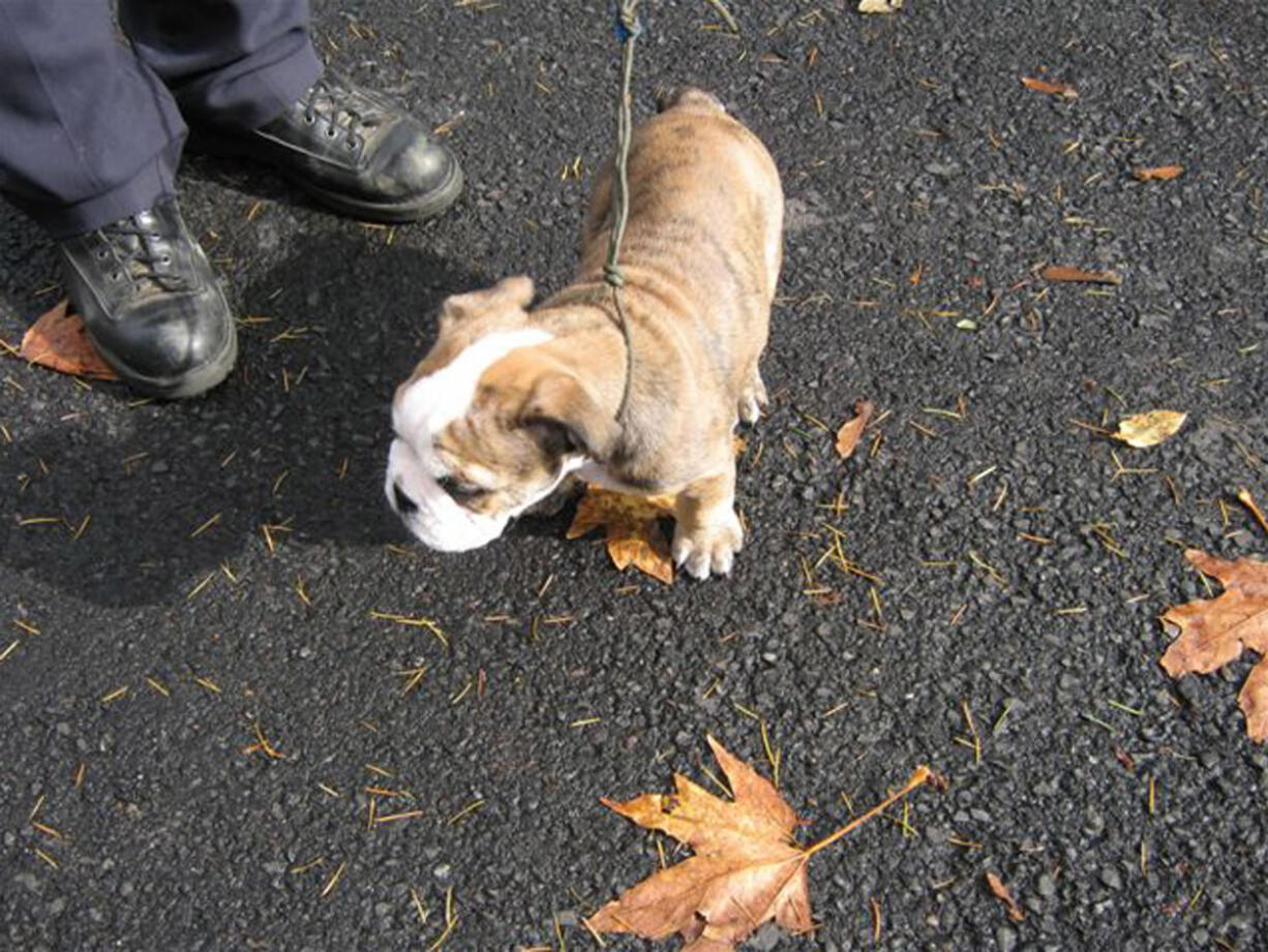 After a three-hour standoff, Vancouver police arrested a 23-year-old man Sunday for suspicion of stealing an English bulldog from an Oregon City couple during an armed robbery Friday.