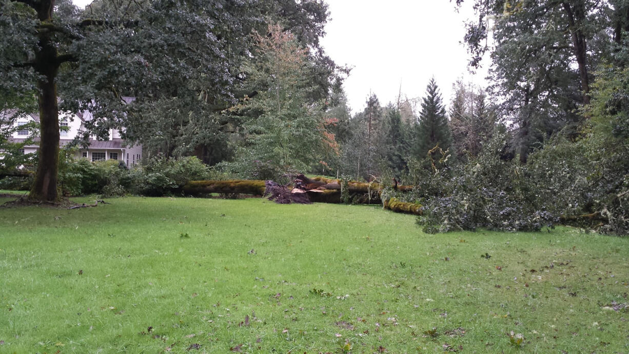 Sunday's weather spelled doom for three oak trees at the Battle Ground home of Bruce and Linda Chevalier. The trees were 80 to 100 years old, Bruce said. Another oak in that cluster fell a year ago.