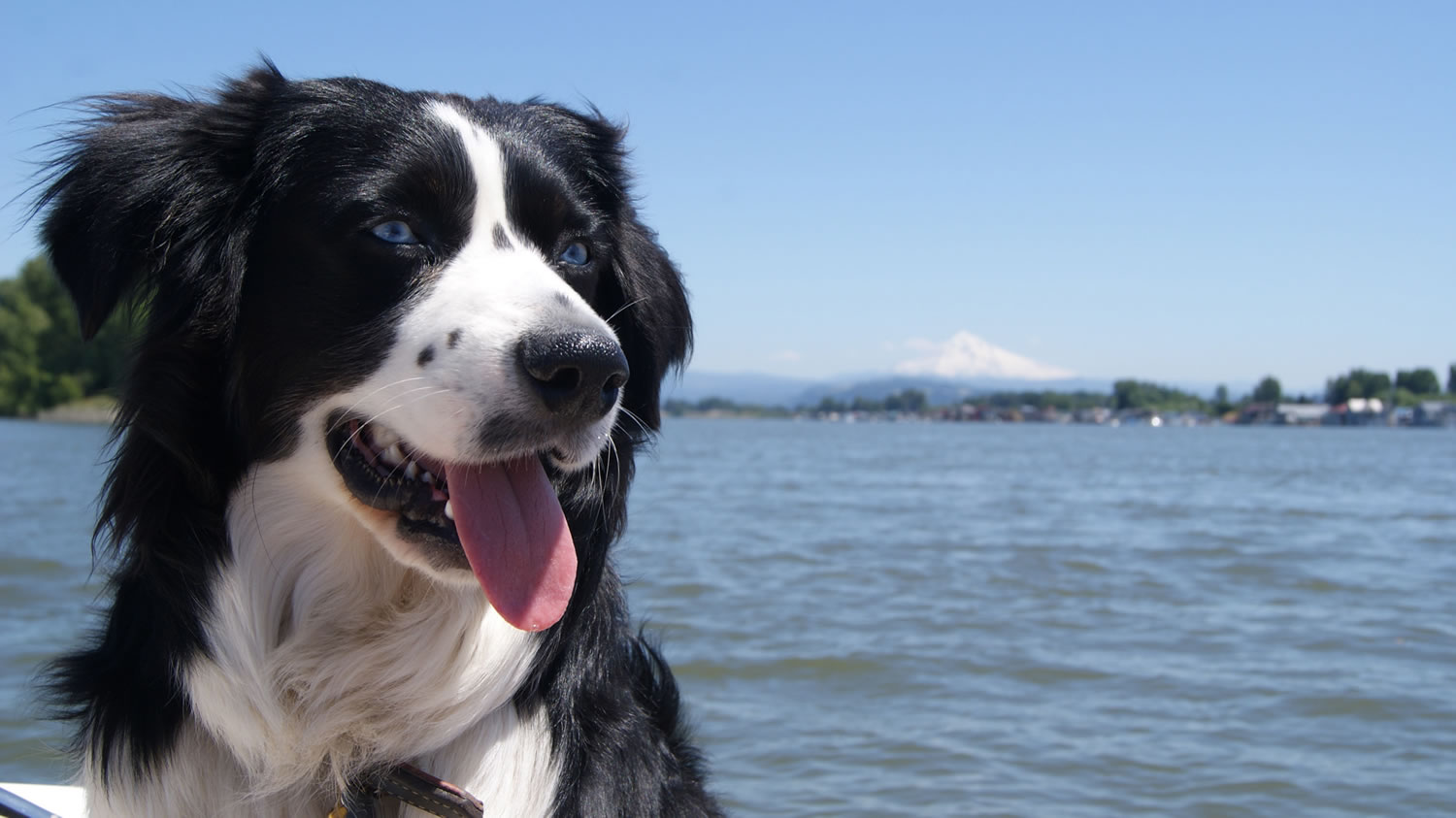 Stihl, a 2-year-old mini Australian shepherd, enjoys a boat ride on the Columbia River.