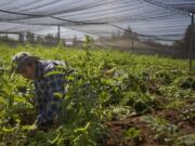 An employee at Sego's Herb Farm weeds the ginseng crop.