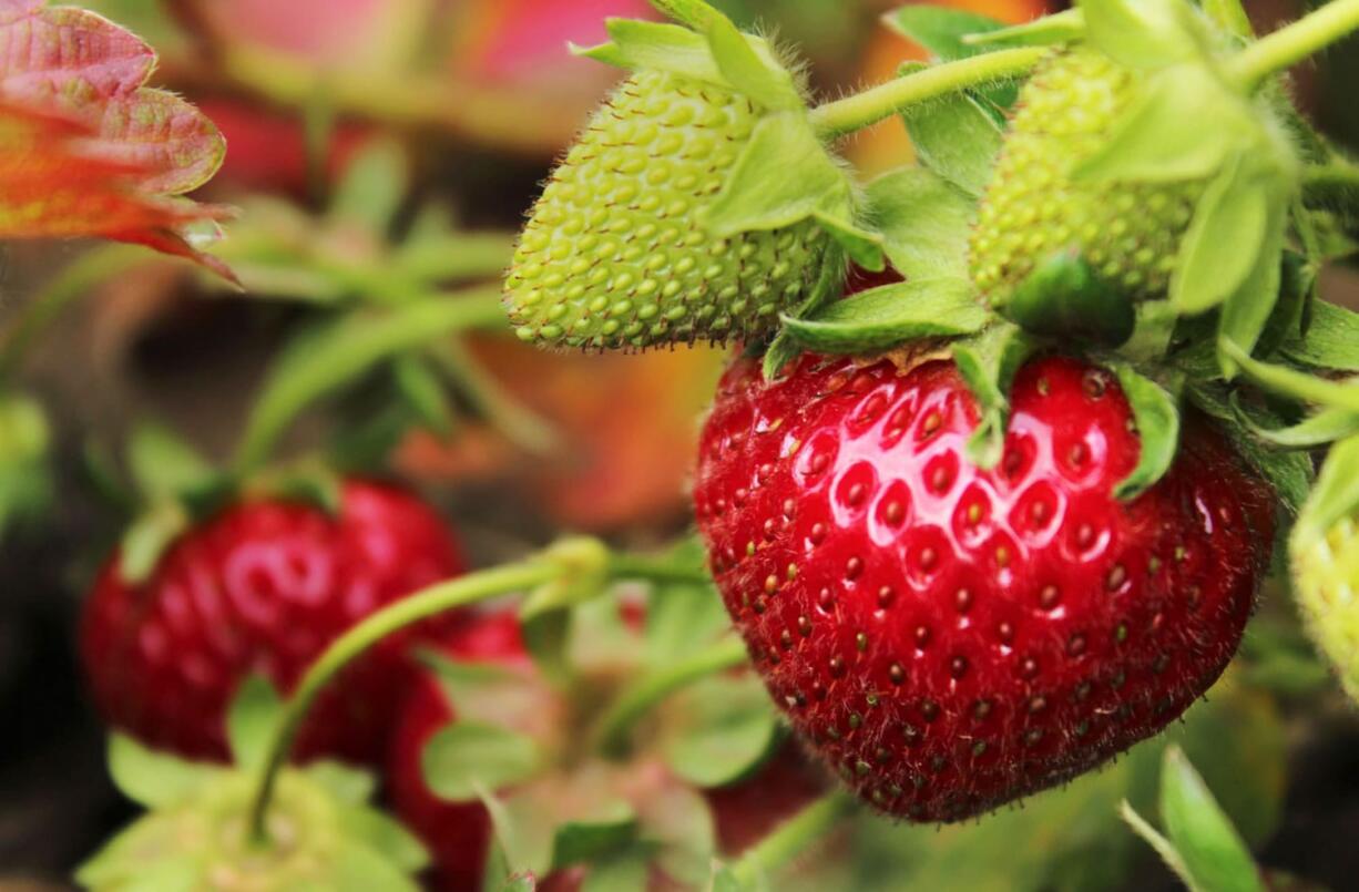 The rain hasn't stopped this year's strawberry crop from ripening early at the Red Barn fields in Felida.