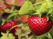 The rain hasn't stopped this year's strawberry crop from ripening early at the Red Barn fields in Felida.