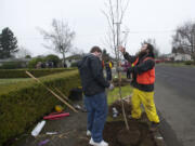 Clark College Environmental Club members John Bryant, left, and Alex Bruyevicz, both 19, plant trees with other volunteers in the Meadow Homes neighborhood Jan. 12. The city's largest neighborhood tree-planting of the season will be Feb.