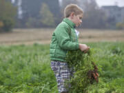 Image Elementary second-grader Cameron Pykonen pulls carrots from the ground as he and classmates celebrate Food Day by harvesting carrots and pumpkins Thursday at the Heritage Farm in Hazel Dell.