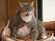 Halbert, a 6-year-old blue tabby weighing in at over 21 pounds, is one of several fat cats that found a new home this weekend due to a Humane Society for Southwest Washington promotion.