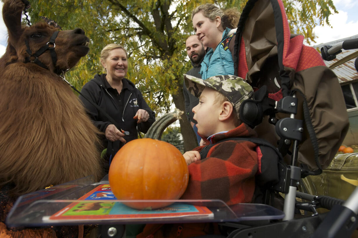 Three-year-old Owen Miles greets therapy llama Rojo without words Sunday at a fundraiser for Sensory Camp.