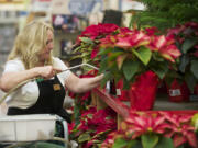 Employee Patty Harms waters poinsettia plants in 2015 at the Grand Central Fred Meyer.