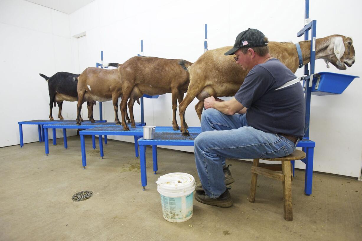 Darryl Koistinen, who owns Dobler Hill Dairy in Woodland, starts the evening milking at the farm Wednesday.