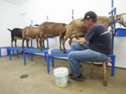 Darryl Koistinen, who owns Dobler Hill Dairy in Woodland, starts the evening milking at the farm Wednesday.