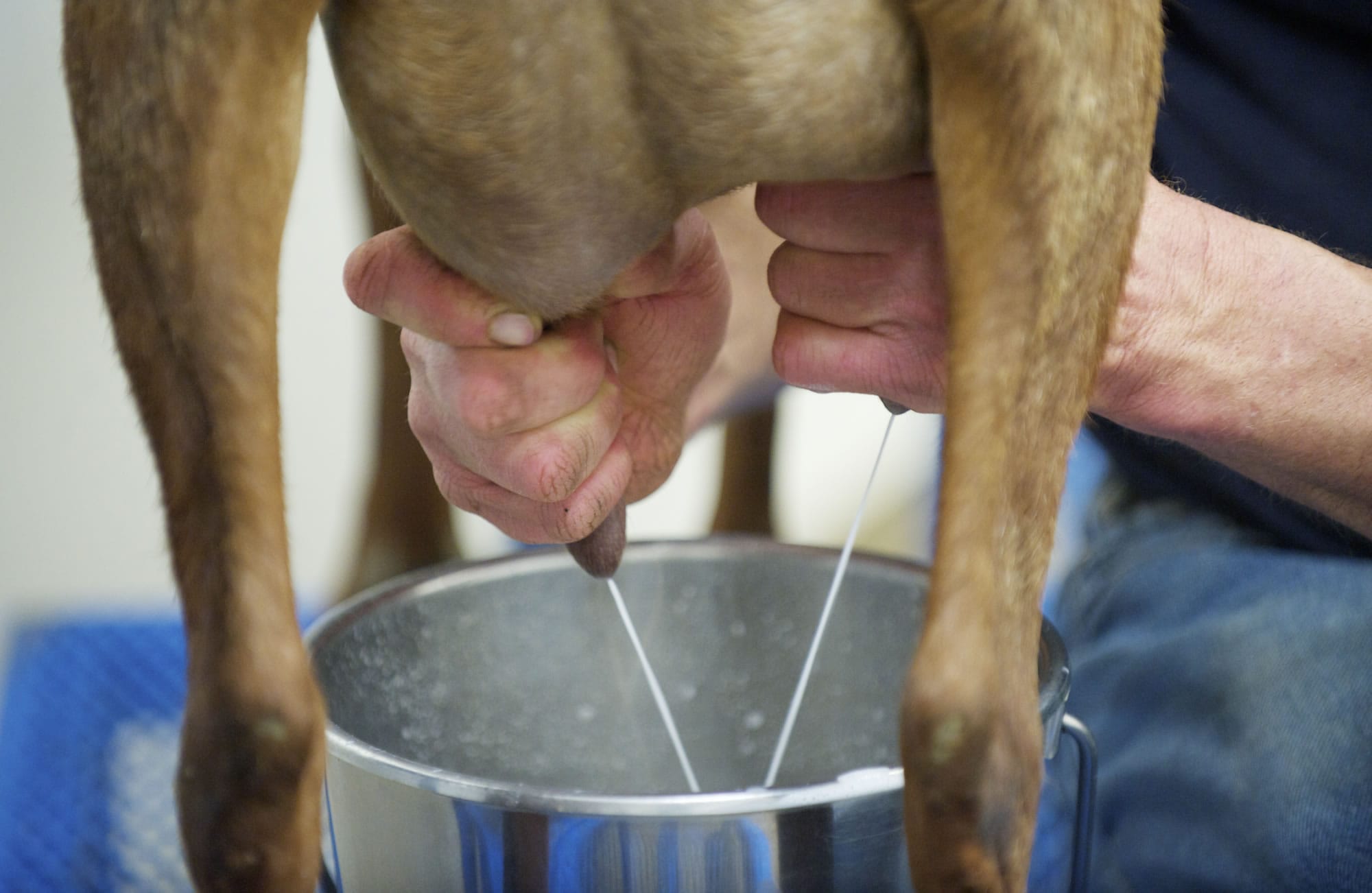 Darryl Koistinen, who owns Dobler Hill Dairy in Woodland, milks one of nine goats during the evening milking Wednesday.