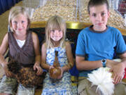 Chickens of different breeds are shown in the agriculture section of the Clark County Fair.