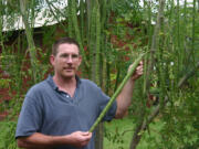 Rick Kemmer holds a seed pod from a moringa tree.