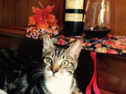 Esther Short: A cat on a piano at The French Door, which raised more than $200 for Furry Friends at the antique store&#039;s First Friday event on Dec.