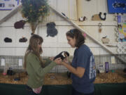 Josette Bisbee, 18, right, helps Caitlyn Hayes, 14, prepare for her 4-H guinea pig competition on Wednesday at the Clark County Fair.