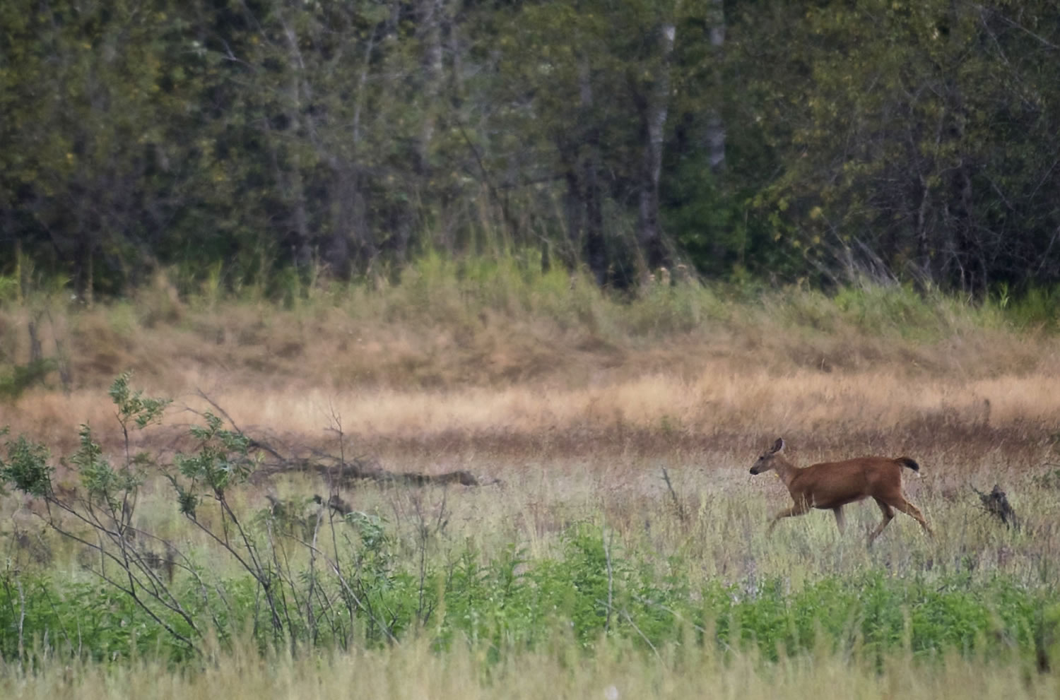 Pierce Island, located near Beacon Rock on the Columbia River, is home to a range of wildlife, including black-tailed deer, seen here.