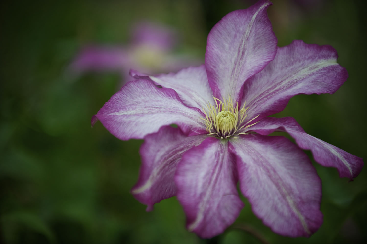 A &quot;Betty Risdon&quot; variety of  clematis was offered by the Silver Star Vinery of Dole Valley.