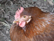 Camas: &quot;Red,&quot; a Rhode Island Red hen owned by Jamie Morin, struts her stuff during the Urban Chicken and Garden Tour in Camas.