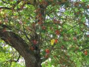 Esther Short: In an unusual twist of nature downtown, a mountain ash with red berries is growing from the center of a mature catalpa tree at the corner of West 11th and Esther streets.