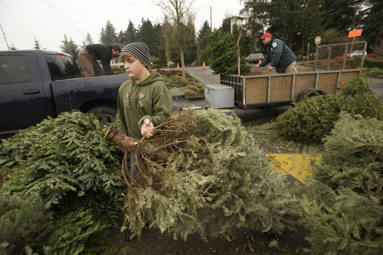 Boy Scout Colton Rasanen, 13, from Troop 328, drags a Christmas tree from a trailer toward a wood chipper during the annual recycling project.