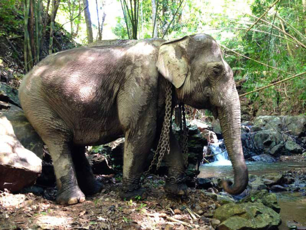 Sundari Sitaram, 51, sold everything she owns and bought a one-way ticket to Southeast Asia so she could continue her efforts to help wild elephants from being killed and captive elephants from being mistreated. Sitaram says she&#039;s trying to show people that elephants used in the tourism industry experience abuse when tourists aren&#039;t around.