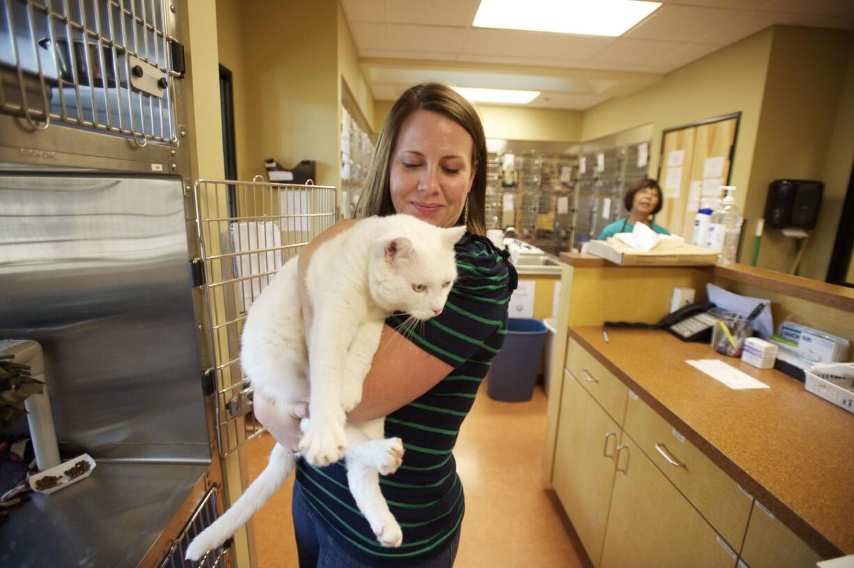 Erin Griffin, spokeswoman for the Humane Society for Southwest Washington, holds Manta Ray, a 6-year old, 19-pound cat, Friday afternoon.