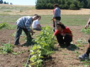 Hazel Dell: Students from the Community Action Academy help out during a July field trip at the 78th Street Heritage Farm.