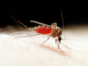 A teenager is the Clark County's first person to contract the West Nile virus since 2006.