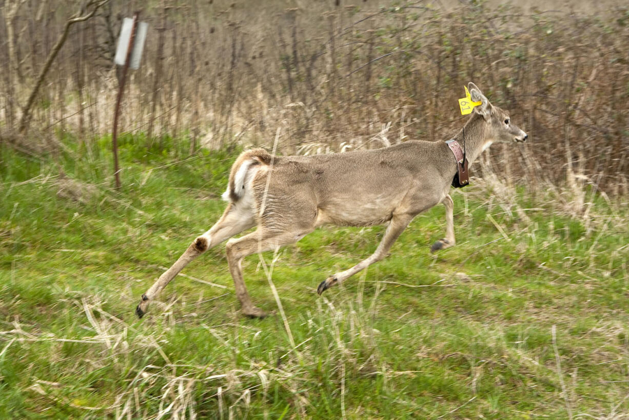 Thirty-seven endangered white-tail deer were moved to the Ridgefield National Wildlife Refuge.