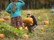 Photos by Steve Lane/The Columbian
Lucas Levanen, 6, tests the &quot;you have to carry your own pumpkin&quot; rule at the 18th annual Pumpkin Festival at Pomeroy Living History Farm.