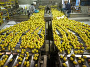 Workers sort Bartlett pears on Friday at Northwest Packing Co., a fruit processing plant at the Port of Vancouver that bustles with activity during the harvest season.