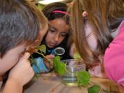 Ridgefield -- South Ridge Elementary School first-graders Taylor Nix, from left, Sammy Schafer, Olivia Hess and Tyler Kangas learn about the life cycle of a pumpkin by studying a stem cutting.