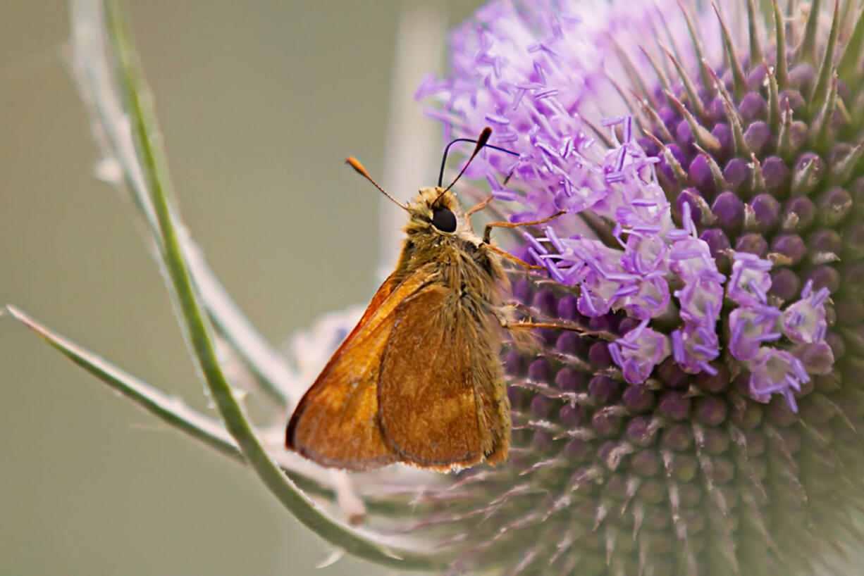 Ridgefield: Abby Orth's prizewinning photo of a tiny flower visitor.