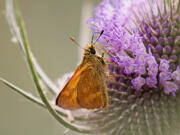 Ridgefield: Abby Orth's prizewinning photo of a tiny flower visitor.