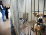 The Humane Society for Southwest Washington wants Clark County to pay more for services the shelter provides.