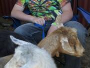 Tanner Cochran, 16, of Battle Ground, rests his eyes while helping friends with their goats at the Clark County Fair.