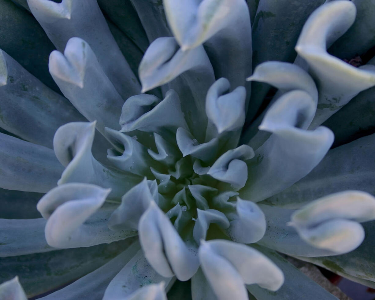 Topsy Turvy echeverias grow rosettes.