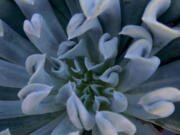 Topsy Turvy echeverias grow rosettes.