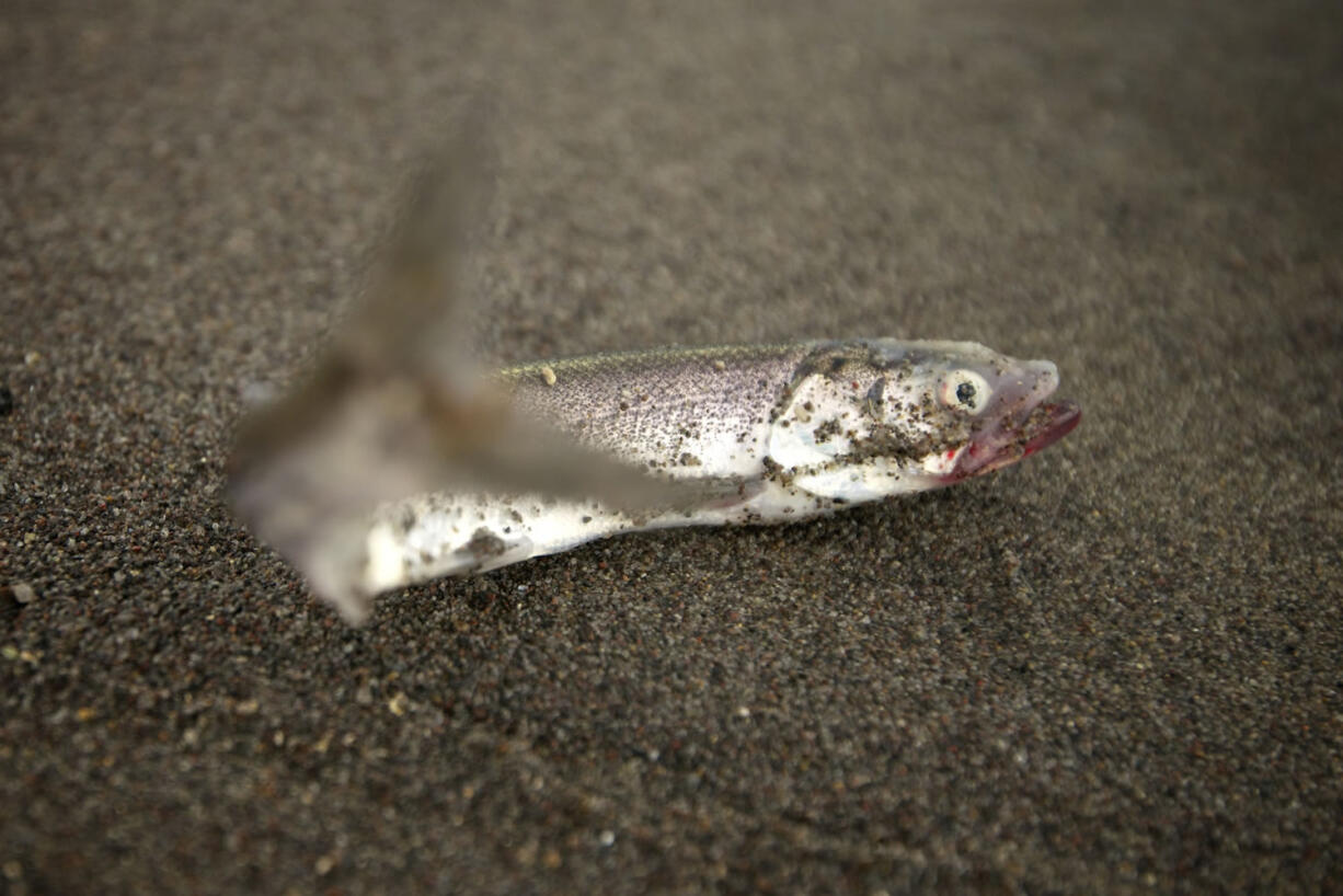 This smelt was photographed at Frenchmen's Bar downstream of Vancouver in 2013.