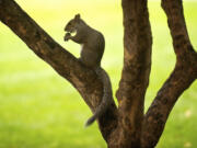 A squirrel romps in Esther Short Park this morning prior to the start of a forecast rainstorm.