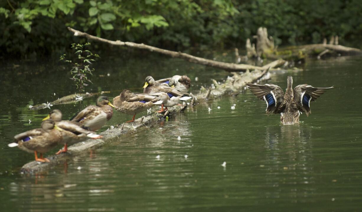 Ducks preen as rain falls on a pond near Camas' Round Lake on Thursday afternoon.