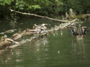 Ducks preen as rain falls on a pond near Camas' Round Lake on Thursday afternoon.